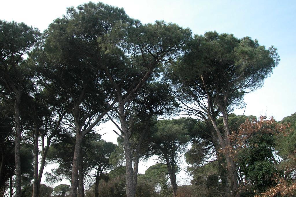 וירג'יו Hotel Bianchi מראה חיצוני תמונה